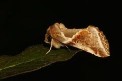 Buff Arches (Habrosyne pyritoides)
