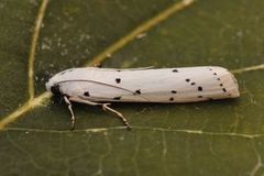 Thistle Ermine (Myelois circumvoluta)