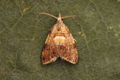 Yellow-spot Tortrix (Pseudargyrotoza conwagana)