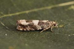 Birch Bell (Epinotia demarniana)