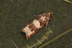 Birch Bell (Epinotia demarniana)