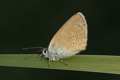 Mazarine Blue (Cyaniris semiargus)