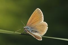 Mazarine Blue (Cyaniris semiargus)