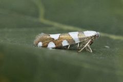 Gold-ribbon Argent (Argyresthia brockeella)