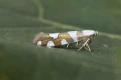 Argyresthia brockeella