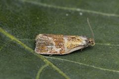 Brindled Tortrix (Ptycholoma lecheana)
