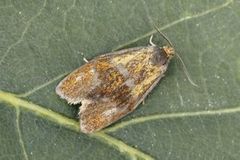Brindled Tortrix (Ptycholoma lecheana)
