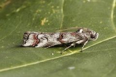 Lyngsmalmott (Pempelia palumbella)