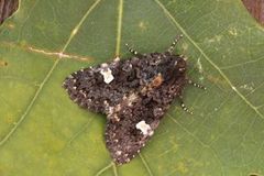 Svart hagefly (Melanchra persicariae)