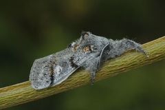 Heibørstespinner (Gynaephora fascelina)