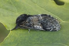 Three-humped Prominent (Notodonta tritophus)