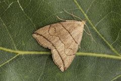 Buelinjet viftefly (Herminia grisealis)