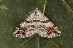 Manchester Treble-bar (Carsia sororiata)