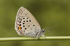 Cranberry Blue (Plebejus optilete)