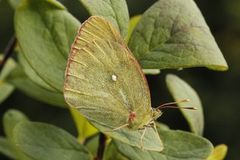 Moorland Clouded Yellow (Colias palaeno)