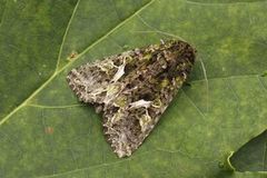 Orache Moth (Trachea atriplicis)