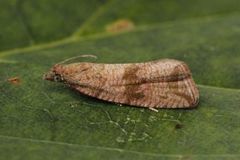 Barred Marble (Celypha striana)