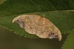Scarce Hook-tip (Sabra harpagula)