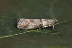 Liten eikesmalmott (Acrobasis consociella)