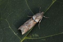 Liten eikesmalmott (Acrobasis consociella)