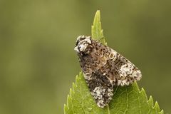 The Coronet (Craniophora ligustri)