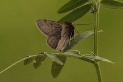 Pjuskemåler (Macaria fusca)