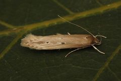 Bulrush Cosmet (Limnaecia phragmitella)