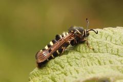 Raspberry Clearwing (Pennisetia hylaeiformis)