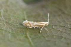 Downland Argent (Argyresthia abdominalis)