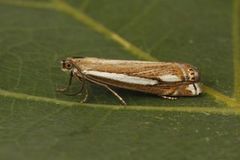 Lyngheinebbmott (Crambus ericella)