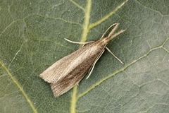 Takrørnebbmott (Chilo phragmitella)