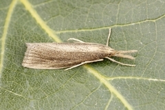 Wainscot Veneer (Chilo phragmitella)
