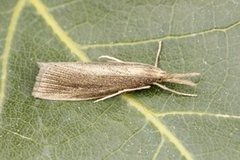 Takrørnebbmott (Chilo phragmitella)