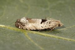 Small Birch Bell (Epinotia ramella)
