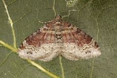 Red Twin-spot Carpet (Xanthorhoe spadicearia)