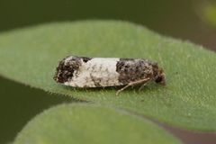 Epleknoppvikler (Spilonota ocellana)