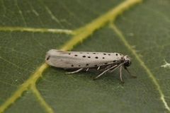 Smørbukkspinnmøll (Yponomeuta sedella)