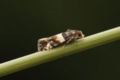 Smørbukkskuddvikler (Lobesia bicinctana)