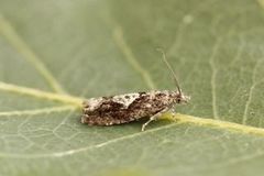 Common Birch Bell (Epinotia immundana)