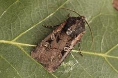 Square-spot Dart (Euxoa obelisca)