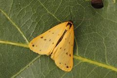 Panterspinner (Setina irrorella)