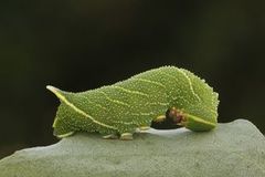 Poplar Hawk-moth (Laothoe populi)