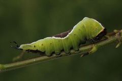 Puss Moth (Cerura vinula)