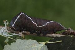 Puss Moth (Cerura vinula)