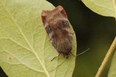 Lesser Broad-bordered Yellow (Noctua janthe)