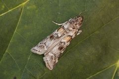 Furubarksmalmott (Dioryctria sylvestrella)