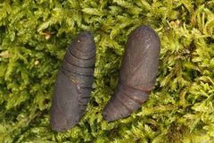 Poplar Hawk-moth (Laothoe populi)