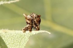 Lilac Beauty (Apeira syringaria)