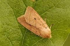 Yellow-line Quaker (Agrochola macilenta)