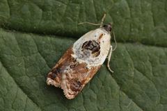 Marmorflatvikler (Acleris variegana)